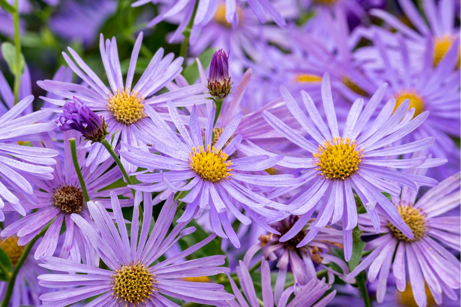 Nappiasteri 'Mönch' (Aster × frikartii)